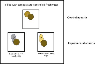 Changing Stony Coral Tissue Loss Disease Dynamics Through Time in Montastraea cavernosa